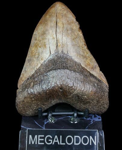 Fossil Megalodon Tooth - Georgia #78082